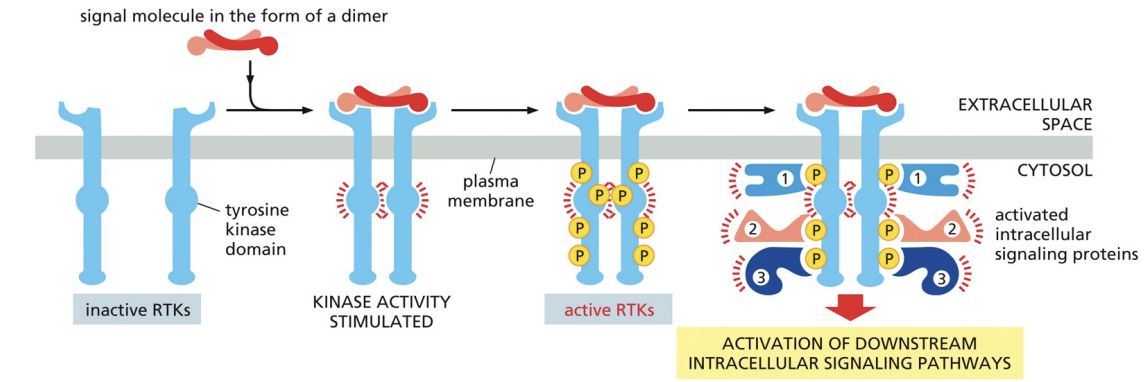 <p>Causes two receptors to associate into a dimer</p>