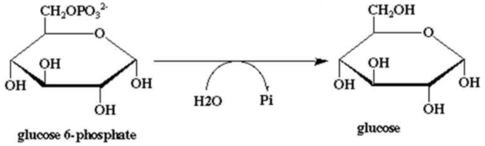 <p>11th step of gluconeogenesis (in the endoplasmic reticulum of the liver)</p><p>catalysed by <span style="background-color: transparent;"><strong>glucose 6-phosphatase</strong></span></p>