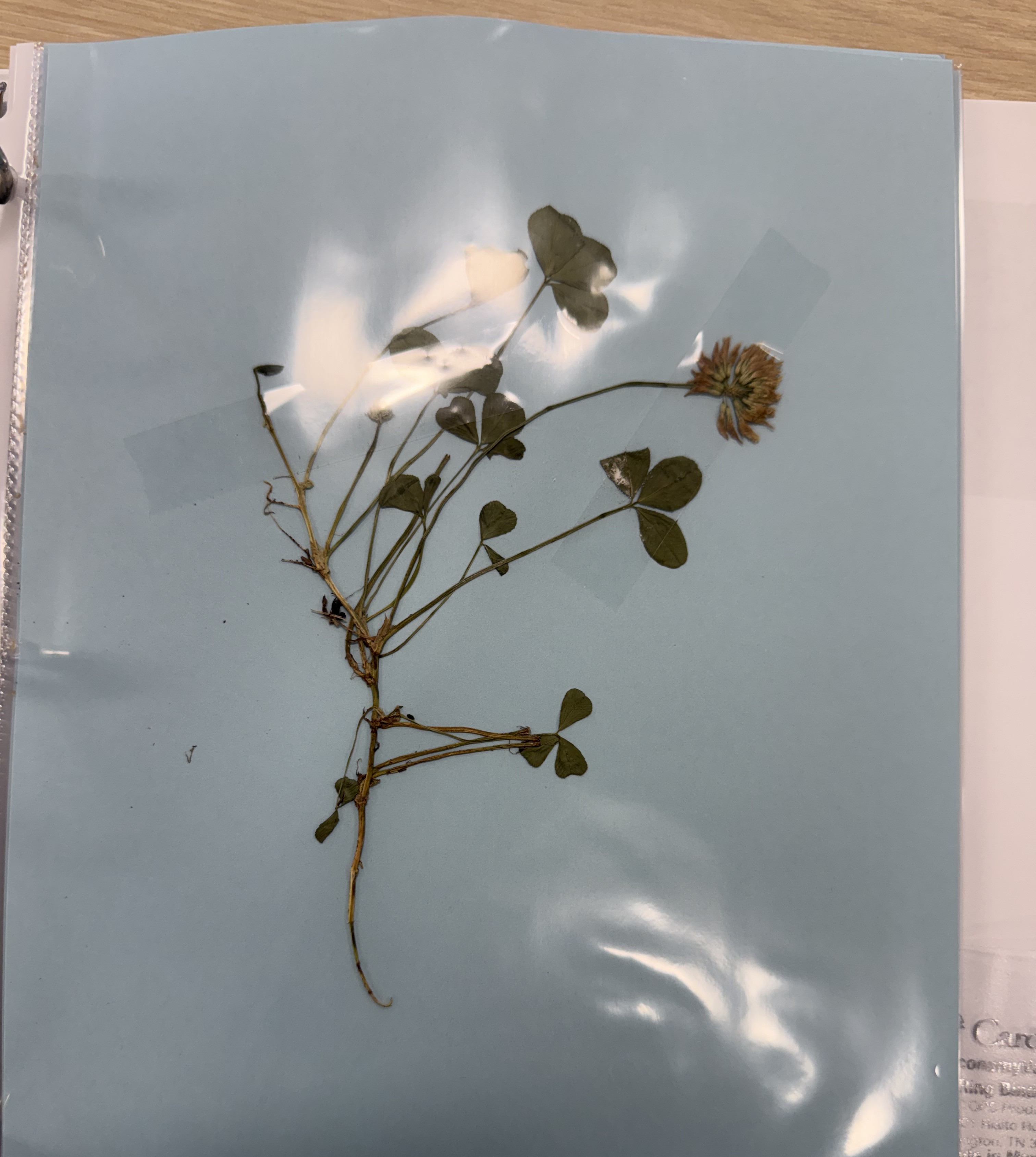 <p>White Clover</p>