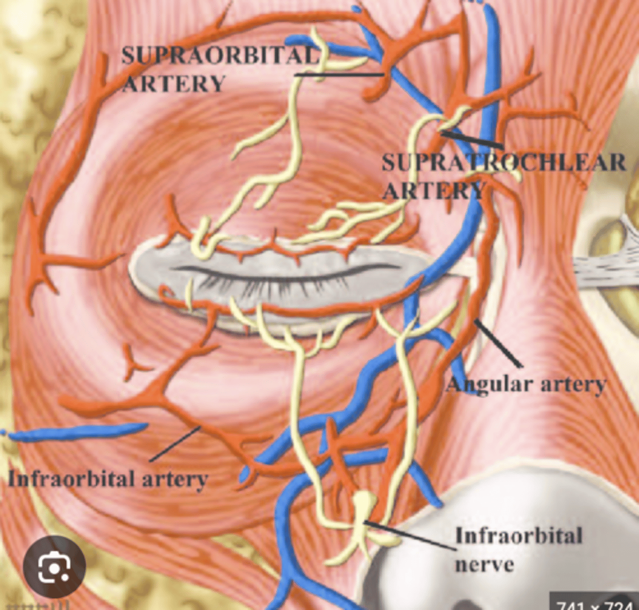 <p>What does the infra-orbital artery supply and where does it originate?</p>