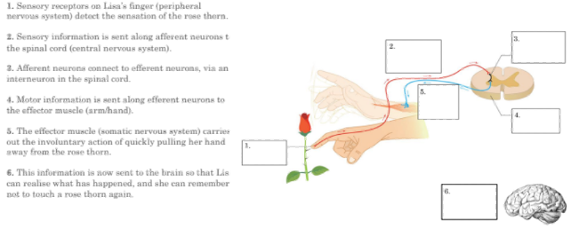 <p>automatic and involuntary action that is performed by body independently of brain (spinal reflex). </p><p><span style="font-family: Aptos, sans-serif;"><strong>Reflex Arc/Spinal Reflex</strong>: An automatic, unconscious response that is initiated by neurons in the spinal cord, independent of the brain, </span>notify brain of what happens after action is done.&nbsp;</p><p>·<span style="font-family: "Times New Roman"; line-height: normal; font-size: 7pt;">&nbsp;&nbsp;&nbsp;&nbsp;&nbsp;<mark data-color="#f4f4f4" style="background-color: rgb(244, 244, 244); color: inherit;">&nbsp; </mark></span><span style="font-family: Aptos, sans-serif;"><mark data-color="#f4f4f4" style="background-color: rgb(244, 244, 244); color: inherit;">Sensory receptors on Lisa’s finger (PNS) detect the sensation of the rose thorn</mark></span></p><p><mark data-color="#f4f4f4" style="background-color: rgb(244, 244, 244); color: inherit;">·</mark><span style="font-family: "Times New Roman"; line-height: normal; font-size: 7pt;"><mark data-color="#f4f4f4" style="background-color: rgb(244, 244, 244); color: inherit;">&nbsp;&nbsp;&nbsp;&nbsp;&nbsp;&nbsp; </mark></span><span style="font-family: Aptos, sans-serif;"><mark data-color="#f4f4f4" style="background-color: rgb(244, 244, 244); color: inherit;">sensory information is sent along afferent neurons to the spinal cord (CNS)</mark></span></p><p><mark data-color="#f4f4f4" style="background-color: rgb(244, 244, 244); color: inherit;">·</mark><span style="font-family: "Times New Roman"; line-height: normal; font-size: 7pt;"><mark data-color="#f4f4f4" style="background-color: rgb(244, 244, 244); color: inherit;">&nbsp;&nbsp;&nbsp;&nbsp;&nbsp;&nbsp; </mark></span><span style="font-family: Aptos, sans-serif;"><mark data-color="#f4f4f4" style="background-color: rgb(244, 244, 244); color: inherit;">Afferent neurons connect to efferent neurons, via interneuron in the spinal cord.&nbsp;</mark></span></p><p>·<span style="font-family: "Times New Roman"; line-height: normal; font-size: 7pt;">&nbsp;&nbsp;&nbsp;&nbsp;&nbsp;&nbsp; </span><span style="font-family: Aptos, sans-serif;">Motor information is sent along efferent neurons to the effector muscle of the arm and hand.&nbsp;</span></p><p>·<span style="font-family: "Times New Roman"; line-height: normal; font-size: 7pt;">&nbsp;&nbsp;&nbsp;&nbsp;&nbsp;&nbsp; </span><span style="font-family: Aptos, sans-serif;">The effector muscles (SNS) carry out the involuntary action of quickly pully her hand away from the rose thorn.</span></p><p>·<span style="font-family: "Times New Roman"; line-height: normal; font-size: 7pt;">&nbsp;&nbsp;&nbsp;&nbsp;&nbsp;&nbsp; </span><span style="font-family: Aptos, sans-serif;">This information is now sent to the brain so that Lisa can realise what has happened and can remember not to touch a rose thorn again.</span></p>