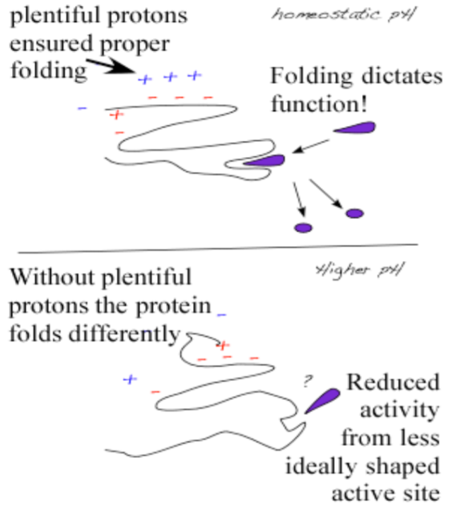 <p>How does temperature effect enzyme?</p>
