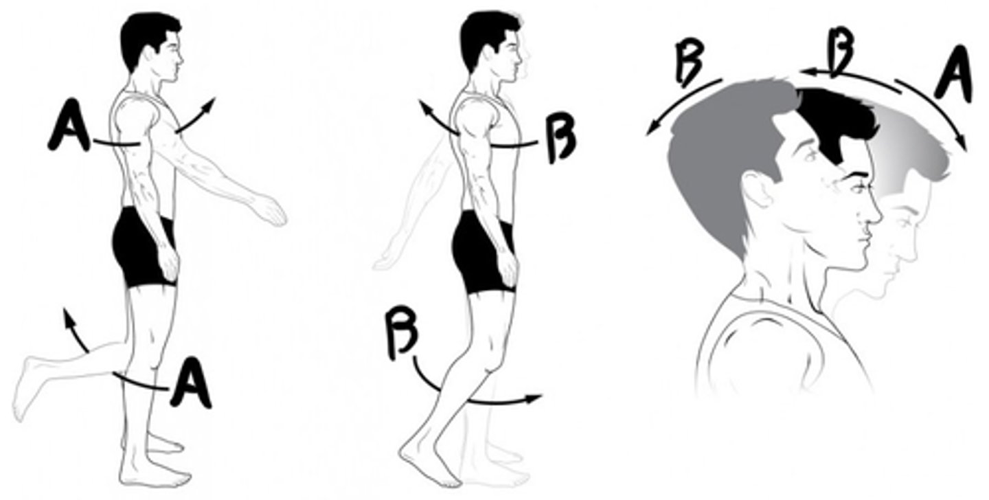 <p>Which term is used to describe the movement indicated by B? (hint: this movement is specific the the scapula mandible)..</p>