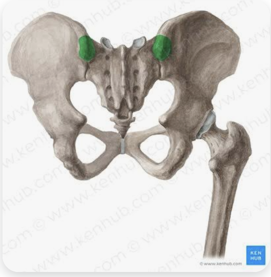<p>Name this part of the iliac spine</p>