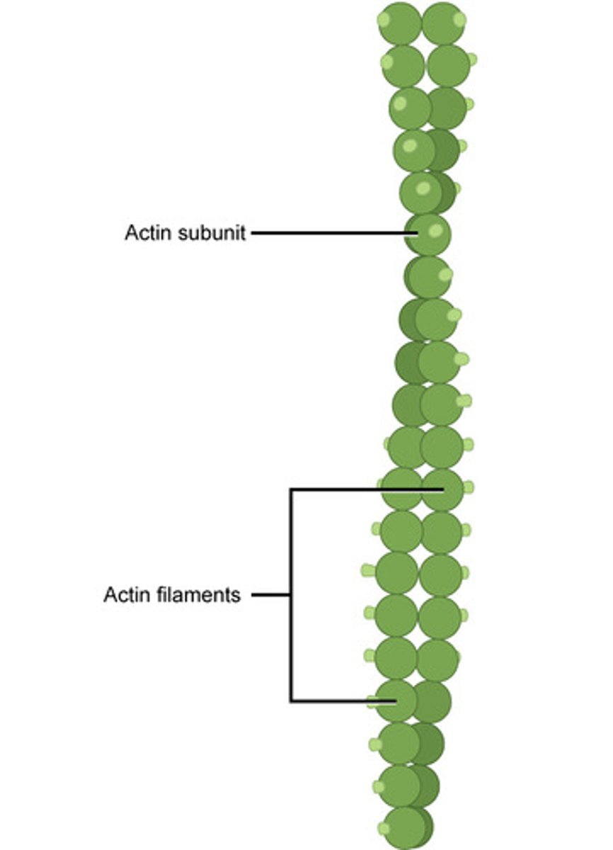 <p>microfilament</p>