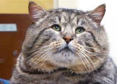 <p>What is this, where the animal has an increase in body size, and enlargement of the abdomen and head?</p>