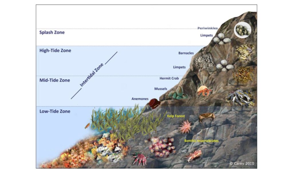 <p>Intertidal Zones</p>