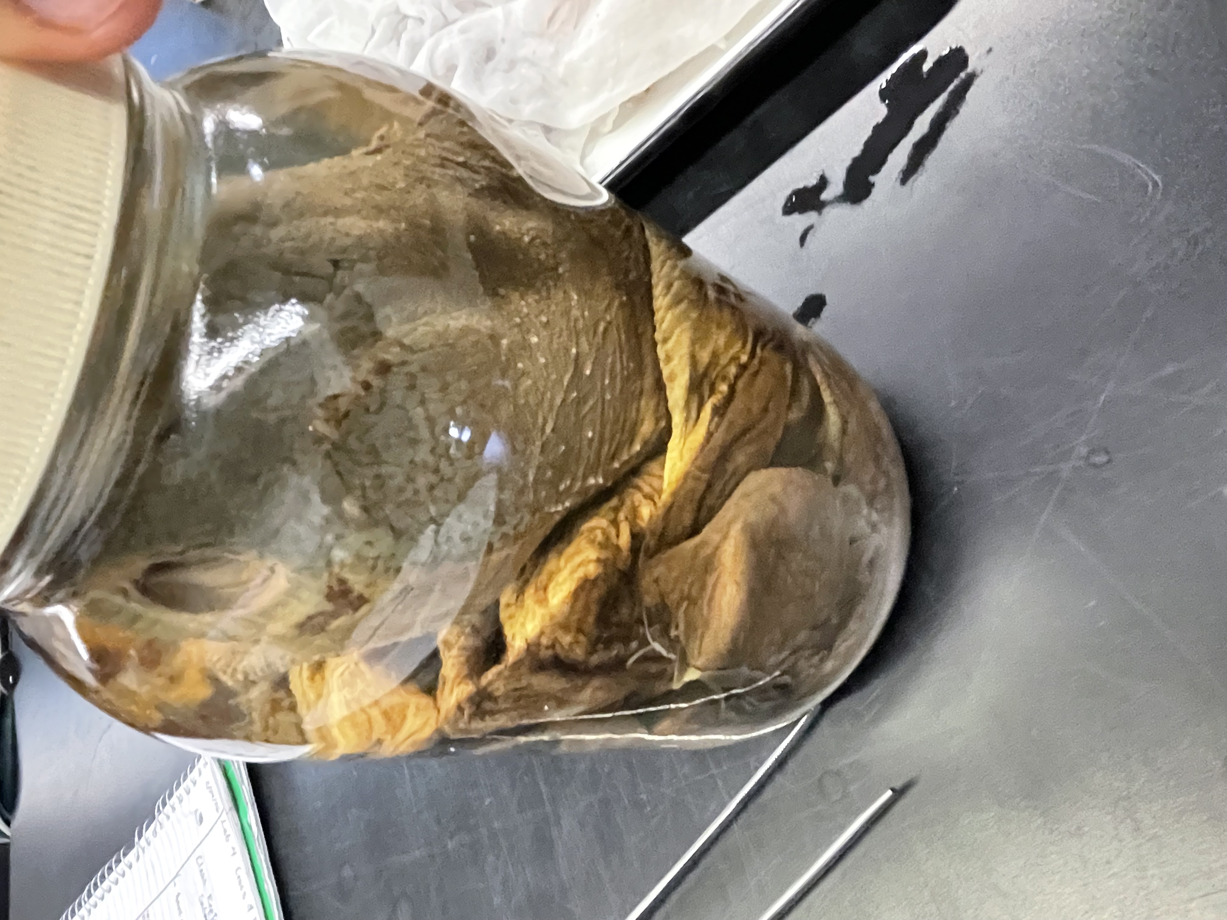 <p>Genus and species</p>