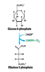 <p>phase 1 of the PPP is the ______________ phase: generate NADPH from NADP+ when converting glucose-6-phosphate to ribulose-5-phosphate (ketose)</p>