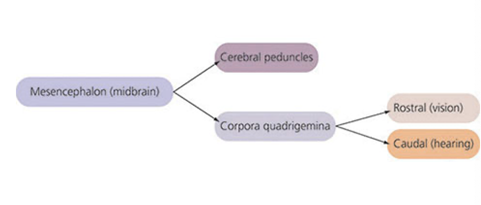 <p>The short central segment of the brain stem located between the diencephalon and the pons; has cerebral peduncles and corpora quadrigemina</p>