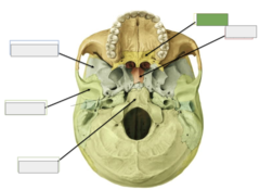 <p>Inferior view: this is the</p>