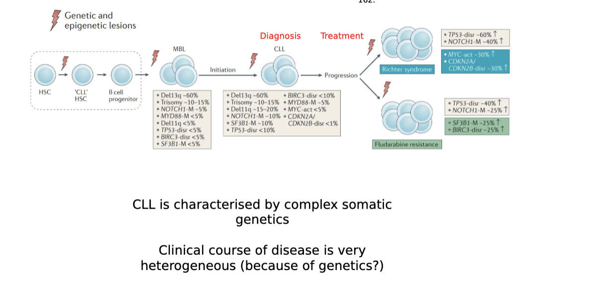 <ul><li><p>CLL is characterised by complex somatic genetics</p></li><li><p>clinical course of disease is very heterogeneous (because of genetics?)</p></li></ul><p></p>
