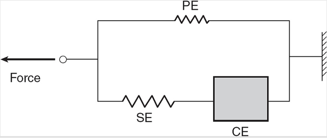 <ul><li><p><span><span>Contractile element represents the muscle fibres themselves that are contracting, directly controlled by the nervous system, and are effectively governed by the force length and velocity relationship of muscle fibre</span></span></p></li><li><p><span><span>Series elastic elements represent the elasticity of the cross bridges themselves and the tendons and other elastic structures within muscle tissue or muscle tendon units</span></span></p></li><li><p><span><span>Parallel elastic elements that represent the modulator of force or transmitter of force to the skeleton</span></span></p></li><li><p><span><span>Governed by force length and force velocity relationship</span></span></p></li></ul><p></p>