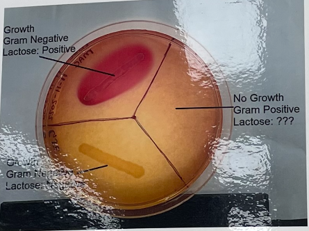 <p>Used to check for “coliform” bacteria, which are gram negative organisms that can ferment lactose. Some bacteria occur naturally in the environment, but many come from the feces of warm-blooded animals and humans, which may be pathogenic</p><ul><li><p>water potability tests verify the presence of harmless or pathogenic coliform bacteria using the IMViC series</p></li></ul><p>selective and differential medium</p><ul><li><p>Selective agents: Bile salts and crystal violet select for gram negative and against gram positive bacteria</p></li><li><p>Differential agents: Neutral red pH indicator turns pink under acidic conditions</p></li></ul><p><strong>Lactose ————————> Acid end products</strong></p><p><strong>MacConkey Agar Plate</strong></p><ul><li><p><strong>medium:</strong> macconkey agar</p></li><li><p><strong>substrate: </strong>lactose</p></li><li><p><strong>enzyme</strong>: N/A</p></li><li><p><strong>other reagents:</strong> Selective agents (bile salts and crystal violet), Differential agent (neutral red pH indicator)</p></li></ul><p></p>