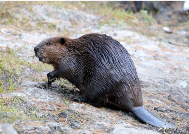 <p>• Large rodents</p><p>• Long, flattened scaly tail</p><p>• Brown coat</p><p>• Large webbed feet</p>