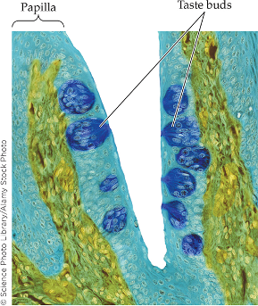 <p>Housed by papilla, a cluster of 50-150 taste receptor cells</p>