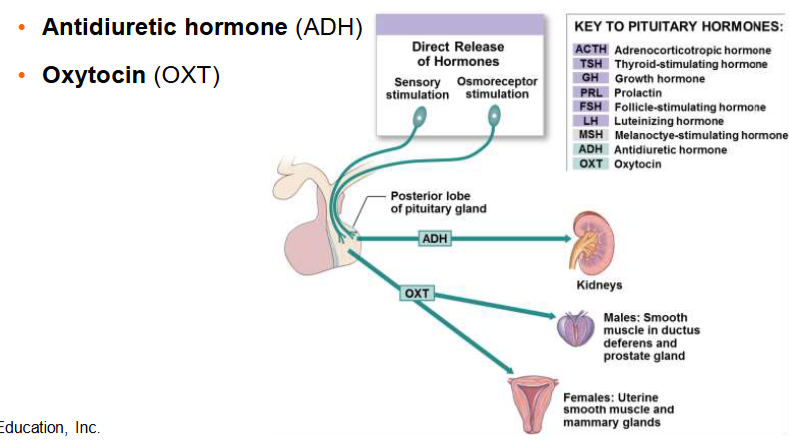 <p>ADH: antidiuretic</p><p>OXT: oxytocin </p>