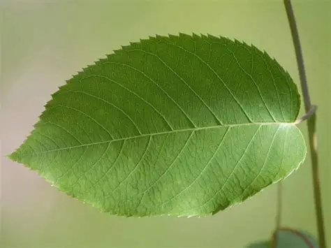 <p>pointed margins tilted towards the top of leaf</p>