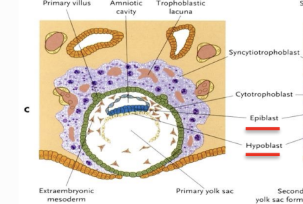 <ul><li><p>embryot har lyckats ta sig in helt i livmodersslemhinnans bindväv.</p></li><li><p>embryoblastens två cellager (epiblast och hypoblast) har blivit mer tydliga.</p></li></ul><p></p>
