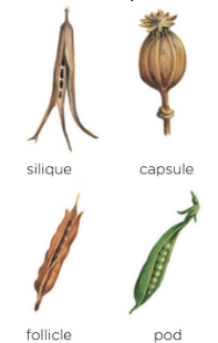 <p>splits open when ripe</p>