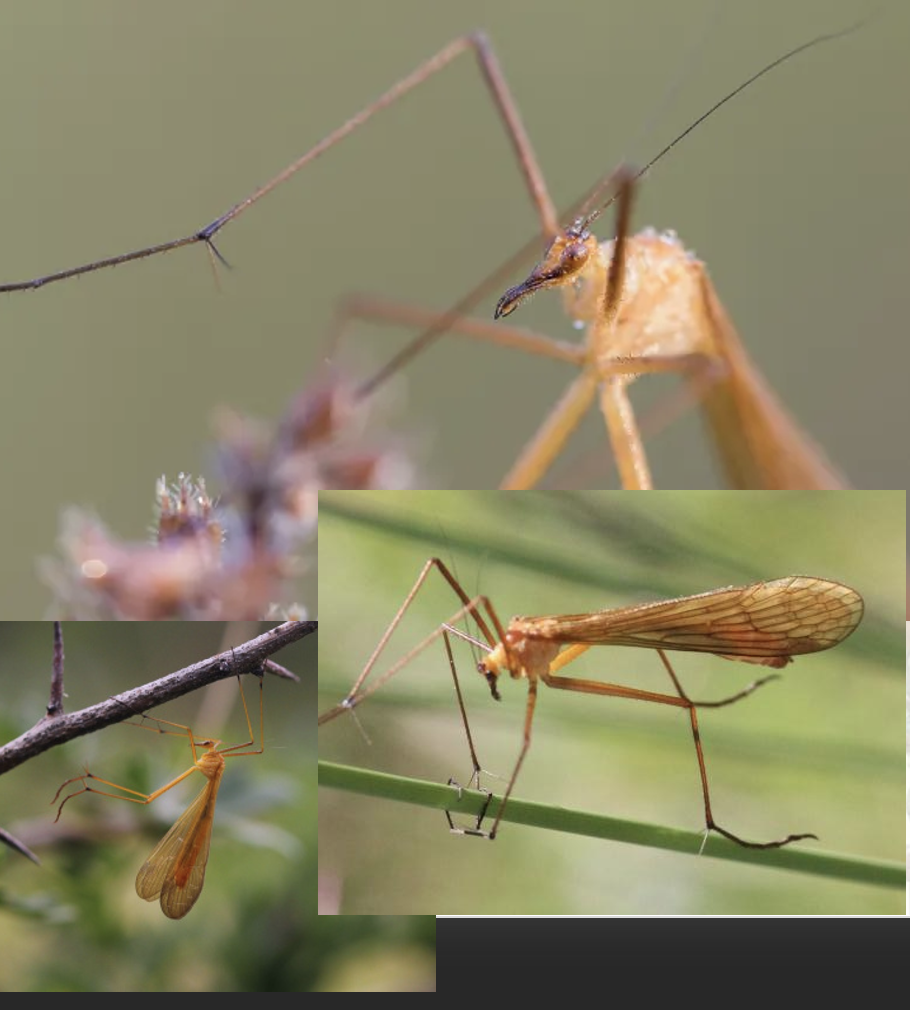 <p>Latin, magyar, védett?</p>