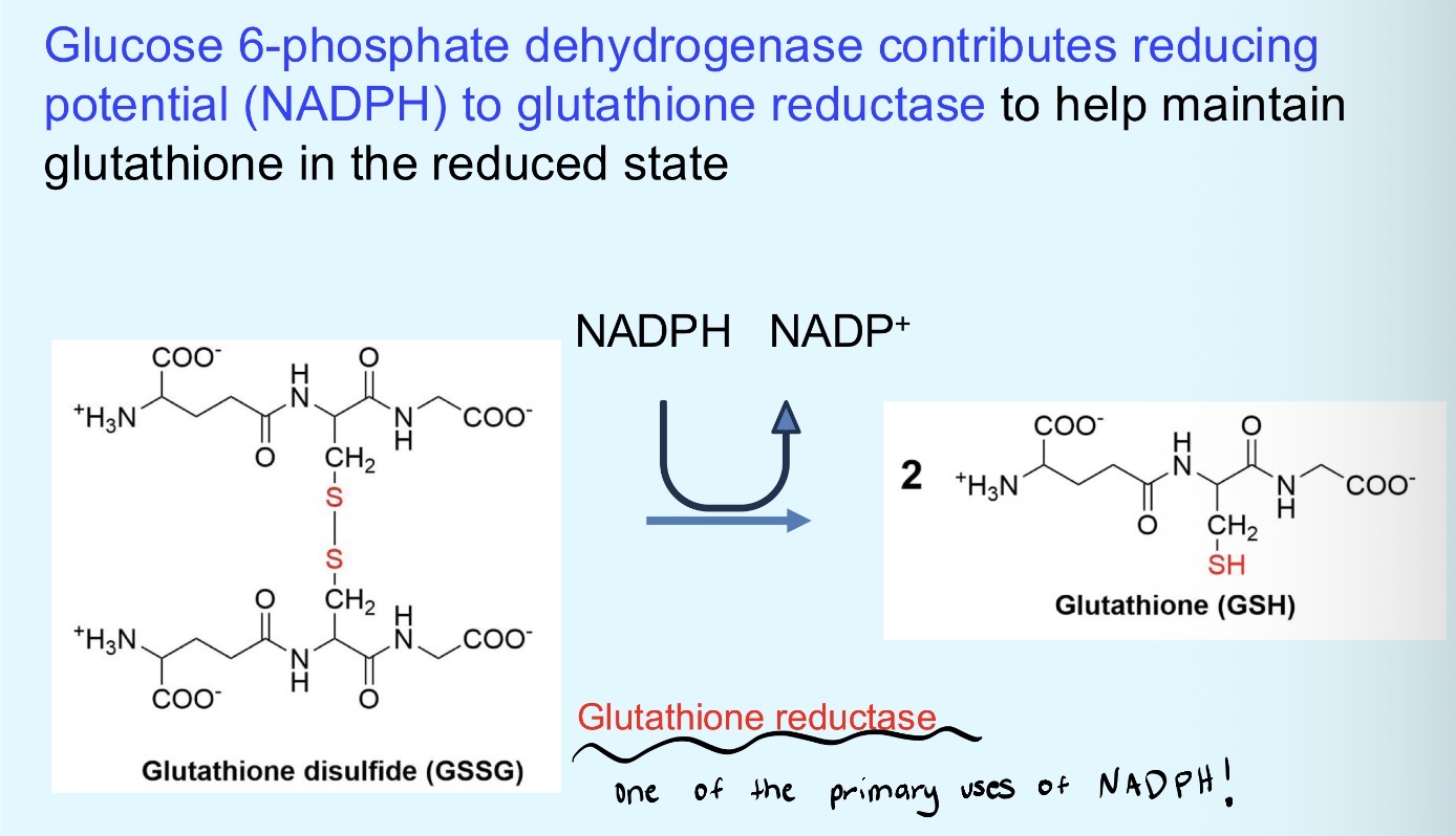 <p>NADPH helps to maintain glutathione in the reduced state. Glucose-6-phosphate dehydrogenase contributes to the reducing potential of NADPH (adds H+)</p>