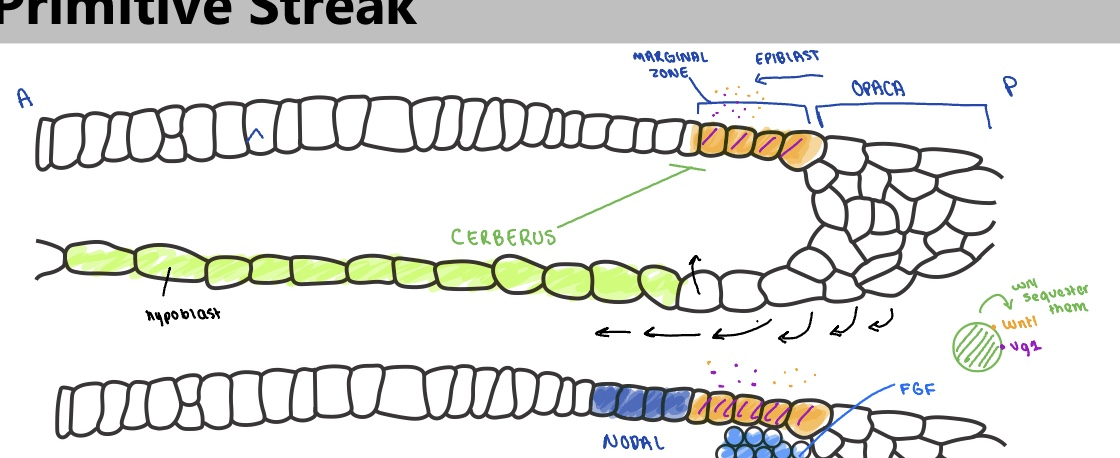 <ul><li><p>wnt8c is expressed around marginal zone</p></li><li><p>vg1 (TGFb ligand) expressed on posterior side marginal zone</p></li><li><p>cerberus expressed from hypoblast —> seqeusters and inhibits wnt8c and Vg1</p></li></ul><p></p>