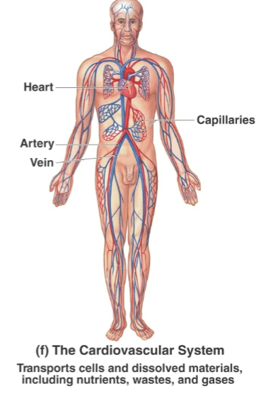 <p>Heart, blood, arteries, veins, capillaries</p>