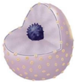 <p>Sous-unité sphérique (généralement unique ou double en fonction du cycle cellulaire). </p><p>Constitué de protéines, d'ADN et d’ARN. </p><p>Siège de la transcription des ARN ribosomiques. (Les nouveaux brins d’ARN sortent de la cellule par les pores nucléaires et ainsi former de nouvelles sous-unités de ribosomes).</p>