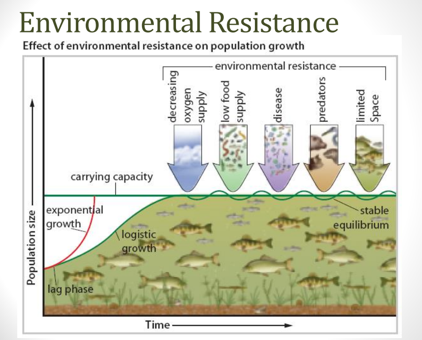 <p>environmental <strong>conditions limit </strong>a species from <strong>growing out of control </strong></p><p>influenced by <strong>abiotic </strong>and <strong>biotic </strong>factors</p><p>environment fighting back</p>