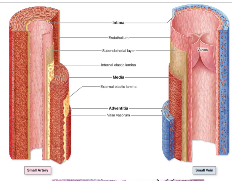 <p>All have smooth muscle and connective tissue, lined by endothelium (simple squamous epithelium) </p><ul><li><p>tunica intima (inner layer) is made of the endothelium and loose connective tissue with perforated internal elastic lamina </p></li><li><p>tunica media (middle smooth muscle layer) made of smooth muscle, elastic fibers, Type 3 collagen, proteoglycans, glycoproteins, and external elastic lamina </p></li><li><p>tunica adventitia (outer connective tissue) is made of type 1 collagen and elastic fibers, contains vasa vasorum (small blood vessels that nourish large vessel walls) </p></li></ul><p></p>