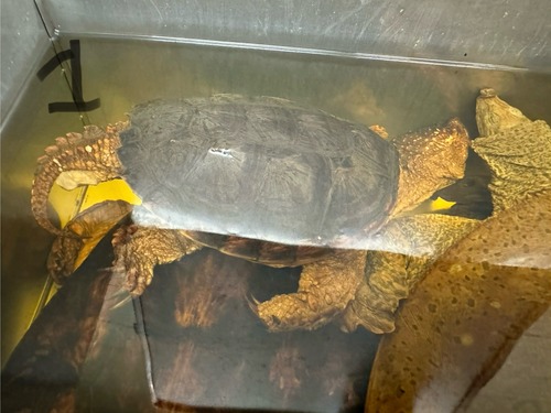 <p>Common Snapping Turtle</p>