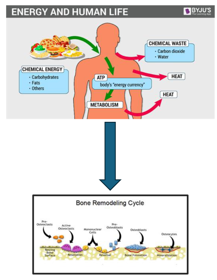 <p>Metabolic Diseases</p>