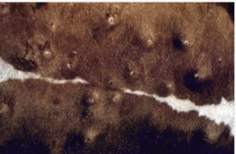 <p>What are these bumps under the skin cause in fections of fly larvae called?</p>