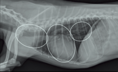 <p>What do these circles represent?</p>