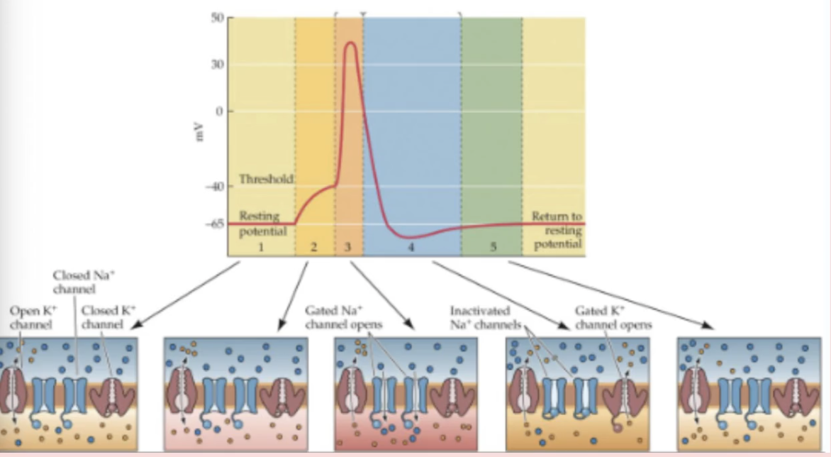 <p>Action Potential 5 Steps</p><ol><li><p>_____ aka rising phase</p></li></ol><ul><li><p>membrane becomes LESS polarized as positive ions move IN (inside the cell becomes more positive);</p></li><li><p>membrane potential goes from negative → positive</p></li></ul><ol start="2"><li><p>_____ aka falling phase</p></li></ol><ul><li><p>membrane returns to resting value after signal is complete</p></li></ul><ol start="3"><li><p>_____ aka undershoot</p></li></ol><ul><li><p>membrane becomes more polarized as ____ ions move OUT (IC- more negative). Membrane potential goes from positive → negative</p></li></ul><p></p>