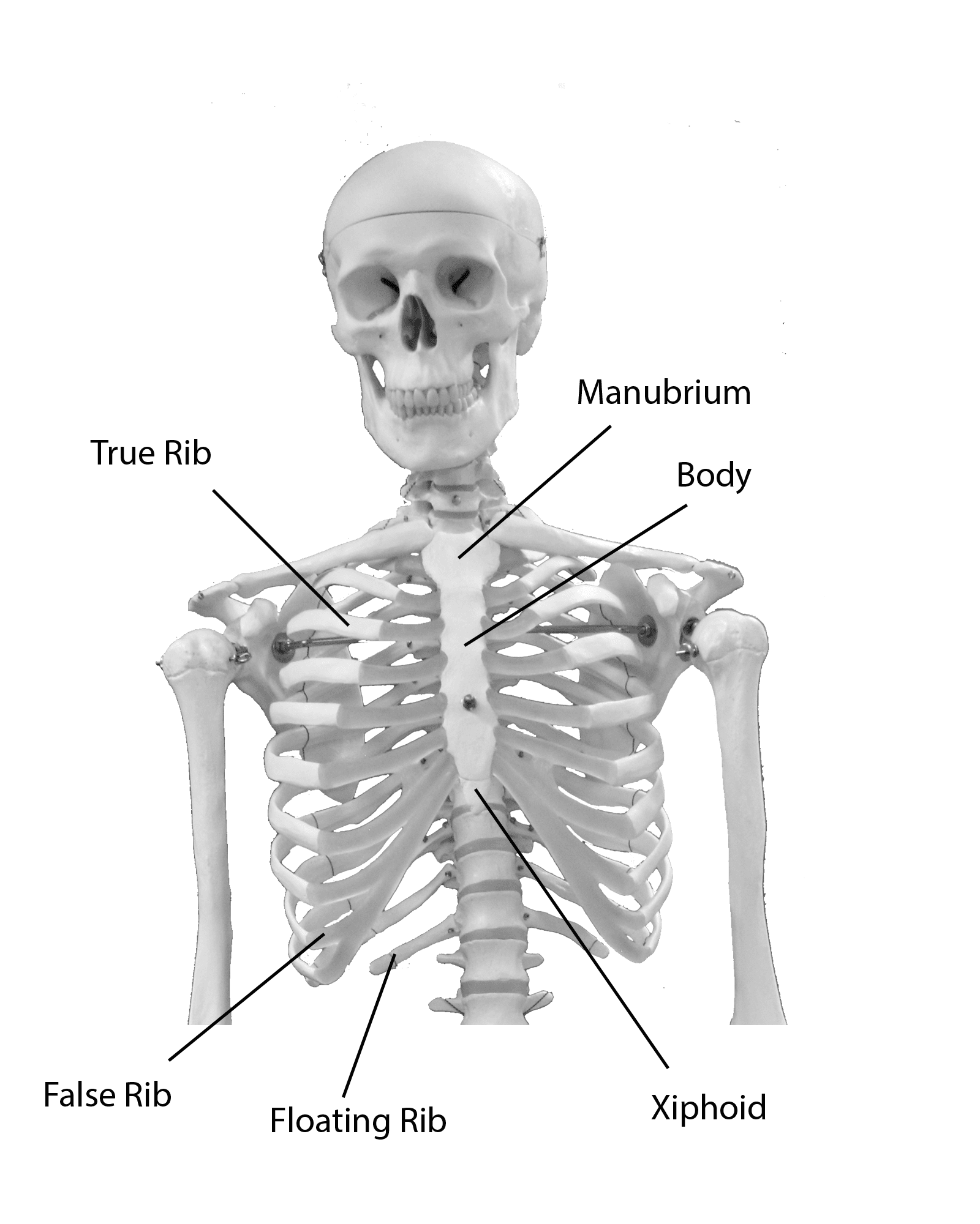 <p>[SKELETAL]<br><br><strong>Ribs</strong></p><ol><li><p>True rib(s): 1-7</p></li><li><p>False rib(s): 8-10</p></li><li><p>Floating rib(s): 11-12<br><br><strong>Sternum</strong></p></li><li><p>Manubrium</p></li><li><p>Body</p></li><li><p>Xiphoid</p></li></ol><p></p>