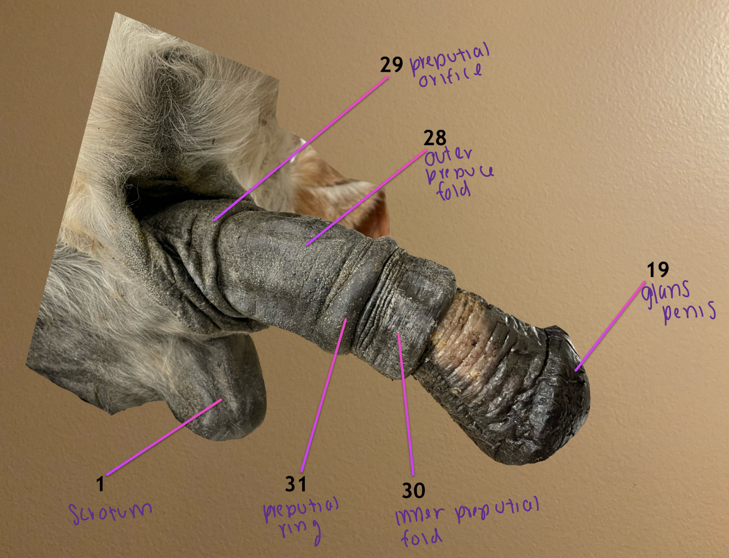 <ol><li><p>scrotum</p></li></ol><ol start="28"><li><p>outer prepuce fold</p></li><li><p>preputial orifice: opening of outer fold</p></li><li><p>inner preputial fold</p></li><li><p>preputial ring: opening of inner fold</p></li></ol><p></p>
