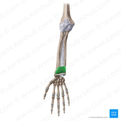 <p>Pronator Quadratus</p>