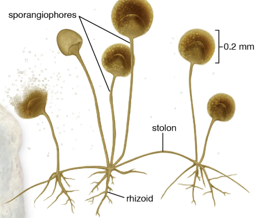 <p>A sporangium produces spores (reproduction) tip of hypha </p>