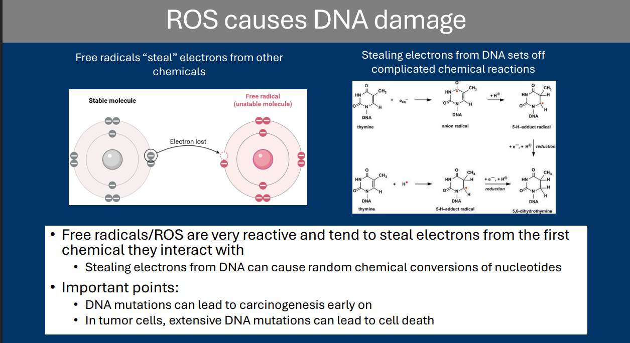 <p><strong>Reactive oxygen species (ROS) </strong>refers to a class of oxygen-based chemicals that can cause severe damage to cells </p><p>• DNA damage is a major target of ROS</p>