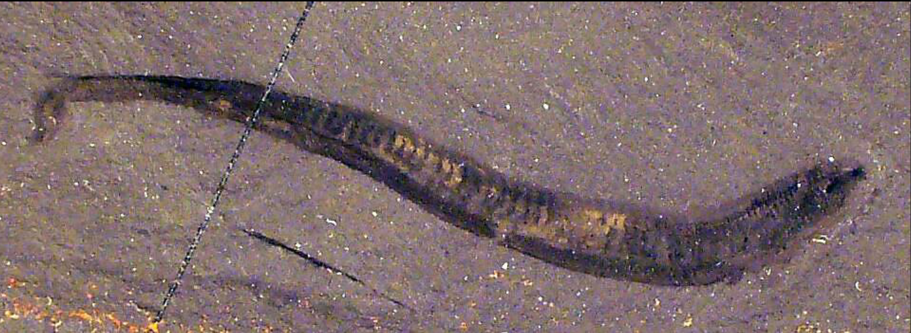 <p>Early chordate, phylum chordata, Burgess Shale, Middle Cambrian</p>