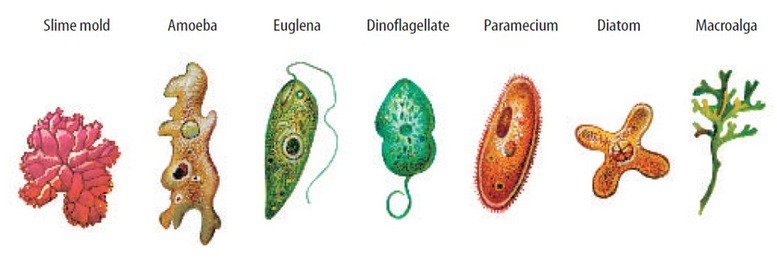 <p>A mostly single-celled eukaryote (e.g. Amoeba, Chlorella, Plasmodium).</p>