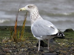 <p>What is the order, family, and species?</p>