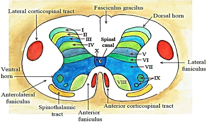 <p>Rexed lamina VII</p><p>lateral to thoracic nucleus</p><p>dorsal to intermediolateral nucleus.</p>