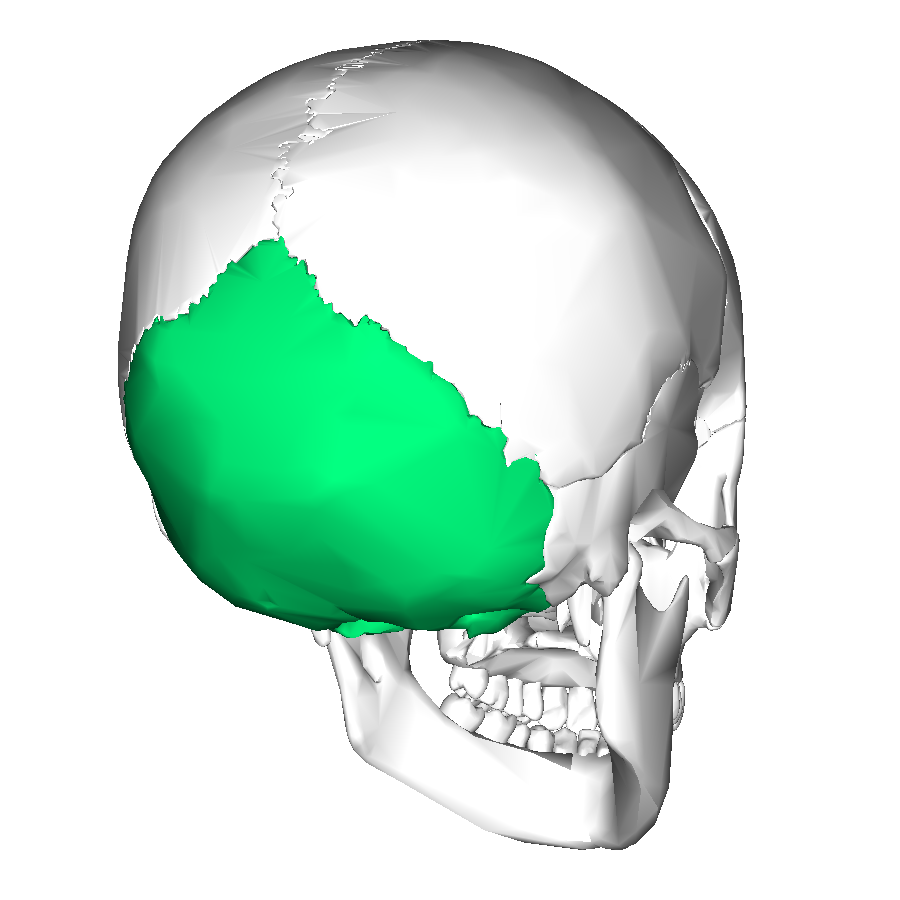 <p>Posterior portion of the cranial floor, contains foramen magnum</p>