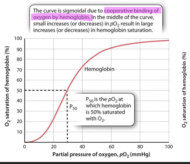 <ul><li><p>Sigmoidal due to the cooperative binding of oxygen by hemoglobin</p><ul><li><p><span style="background-color: inherit; line-height: 19.55px; color: windowtext;">Begins with slowly -> follows exponential phase -> platues out at 100% near saturation</span><span style="line-height: 19.55px; color: windowtext;">&nbsp;</span></p></li></ul></li><li><p>Graph</p><ul><li><p><span style="background-color: inherit; line-height: 19.55px; color: windowtext;">Begins with slowly -> follows exponential phase -> platues out at 100% near saturation</span><span style="line-height: 19.55px; color: windowtext;">&nbsp;</span></p></li><li><p class="Paragraph SCXO92132985 BCX0" style="text-align: left;"><span style="background-color: inherit; line-height: 19.55px; color: windowtext;">Hemoglobin has four heme that combines to 4 oxygen atom&nbsp;</span><span style="line-height: 19.55px; color: windowtext;">&nbsp;</span></p><ul><li><p class="Paragraph SCXO92132985 BCX0" style="text-align: left;"><span style="background-color: inherit; line-height: 19.55px; color: windowtext;">When first atom binds to first heme -> brings conformational changes in heme -> changes its affinity and increases the affinity of the next heme to bind more rapidly to the next oxygen</span><span style="line-height: 19.55px; color: windowtext;">&nbsp;</span></p></li><li><p class="Paragraph SCXO92132985 BCX0" style="text-align: left;"><span style="background-color: inherit; line-height: 19.55px; color: windowtext;">Next oxygen binds quickly -> cycle repeats</span><span style="line-height: 19.55px; color: windowtext;">&nbsp;</span></p></li></ul></li><li><p class="Paragraph SCXO92132985 BCX0" style="text-align: left;"><span style="background-color: inherit; line-height: 19.55px; color: windowtext;">Confirmational changes allows for oxygen to bind with higher affinity = incorporated binding</span><span style="line-height: 19.55px; color: windowtext;">&nbsp;</span></p></li></ul><ul><li><p class="Paragraph SCXO92132985 BCX0" style="text-align: left;"><span style="background-color: inherit; line-height: 19.55px; color: windowtext;">Region during early phase is the undergoing of corporates binding</span><span style="line-height: 19.55px; color: windowtext;">&nbsp;</span></p><ul><li><p class="Paragraph SCXO92132985 BCX0" style="text-align: left;"><span style="background-color: inherit; line-height: 19.55px; color: windowtext;">As soon as first O2 bind with first hemo -> picks up pace -> all four heme occupied by O2 -> saturates</span><span style="line-height: 19.55px; color: windowtext;">&nbsp;</span></p></li></ul></li><li><p class="Paragraph SCXO92132985 BCX0" style="text-align: left;"><span style="background-color: inherit; line-height: 19.55px; color: windowtext;">P50 = out of the 4 heme, 2 are occupied by O2</span><span style="line-height: 19.55px; color: windowtext;">&nbsp;</span></p></li></ul></li></ul><p></p>