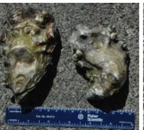 <p>japanese oyster</p>