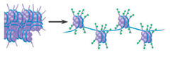 <p>chromatin modification that increases gene expression</p>