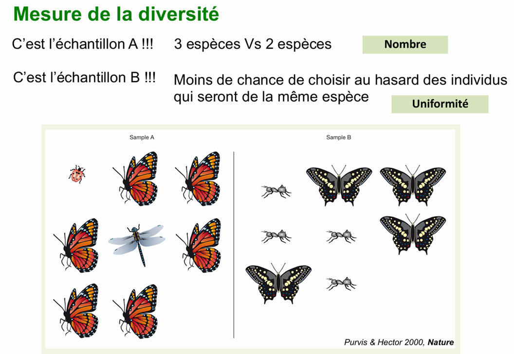 <p><strong>Richesse spécifique (S) :</strong></p><p>La richesse spécifique est le nombre total d’espèces présentes dans une communauté.</p><p>Elle est souvent notée S.</p><p>Exemple :</p><ul><li><p>site A = 8 espèces</p></li><li><p>site B = 5 espèces</p></li></ul><p>Le site A est plus riche.</p><p><strong>Uniformité (équitabilité) :</strong></p><p>L’uniformité mesure la répartition relative des individus entre les espèces.</p><ul><li><p>forte uniformité → espèces équilibrées</p></li><li><p>faible uniformité → une espèce dominante.</p></li></ul><p><strong>Disparité :</strong></p><p>La disparité correspond aux différences morphologiques ou fonctionnelles entre les espèces. Elle reflète la diversité des rôles écologiques dans une communauté.</p>